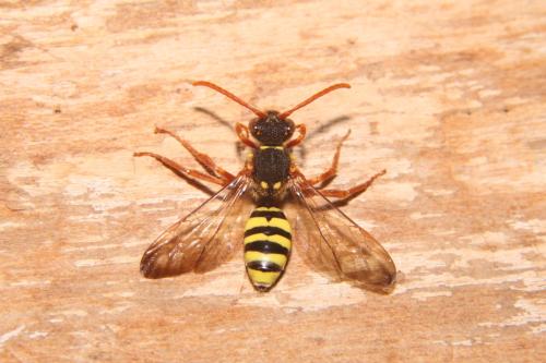 Nomada marshamella